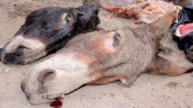 Deux têtes d’ânes trouvées à Batna