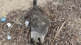 العثور على بقايا حمير يحدث حالة طوارئ بوهران