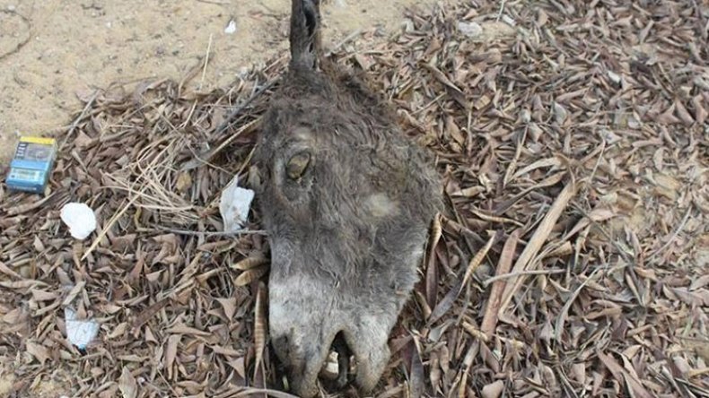 العثور على بقايا حمير يحدث حالة طوارئ بوهران