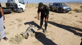 قتل 100 ضبع في باتنة ومختصون يدعون لحمايته من الانقراض