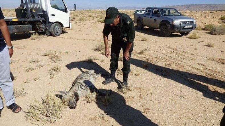 قتل 100 ضبع في باتنة ومختصون يدعون لحمايته من الانقراض