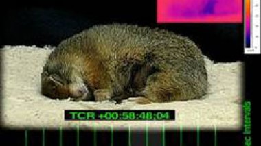 Des scientifiques provoquent pour la première fois le processus d'hibernation