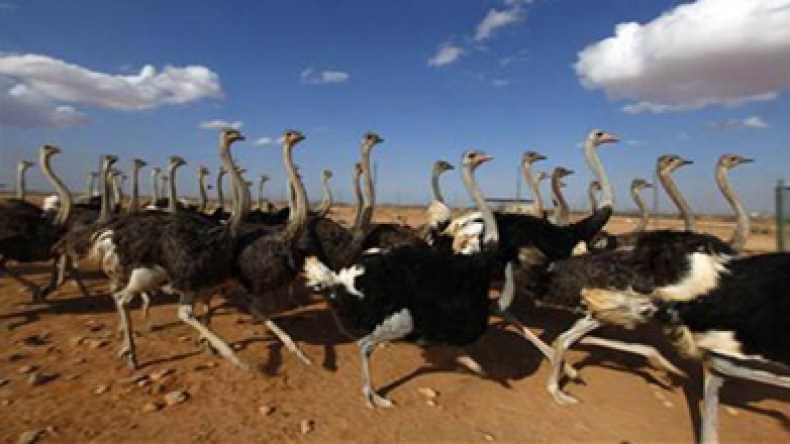 متطوعون ينقذون حيوانات القذافي غرب مصراتة