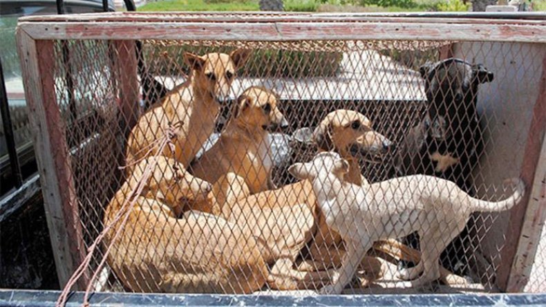 وزارة الداخلية تحقق في مآسي إبادة الحيوانات في المحاشر والبلديات