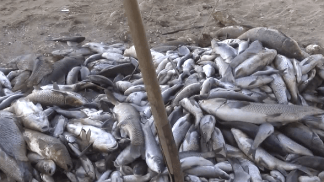 نفوق غامض لآلاف الأسماك بسد في ميلة