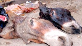 مصالح الأمن تضبط 6 قناطير من لحوم الحمير المجمدة