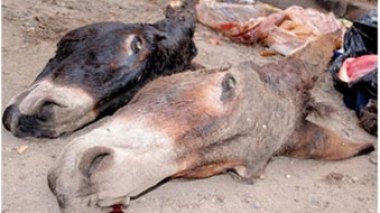 Tebessa: saisie de 6 quintaux de viande d’âne congelée