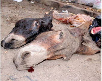 Tebessa: saisie de 6 quintaux de viande d’âne congelée