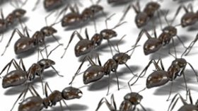 Les fourmis présentées en exemple aux automobilistes