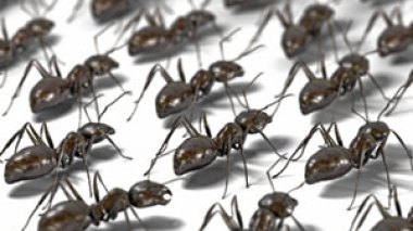 Les fourmis présentées en exemple aux automobilistes