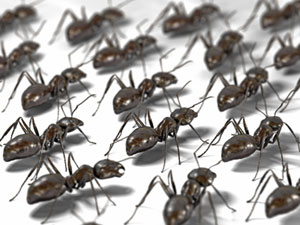 Les fourmis présentées en exemple aux automobilistes