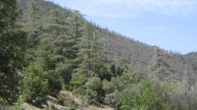 مرض مجهول يبيد الأشجار النادرة بجبال الأوراس