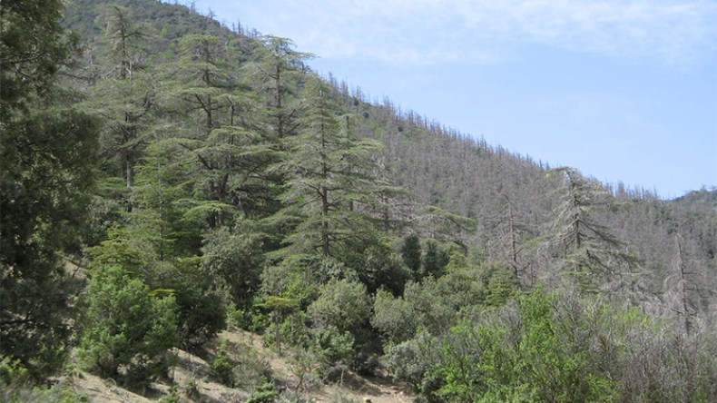مرض مجهول يبيد الأشجار النادرة بجبال الأوراس