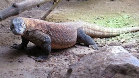 السحلية “أرانج” تتكهن بنتائج مباريات “الأورو” !