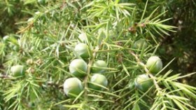 شباب يتعاطون “العرعار” للتخلص من إدمان نيكوتين السجائر