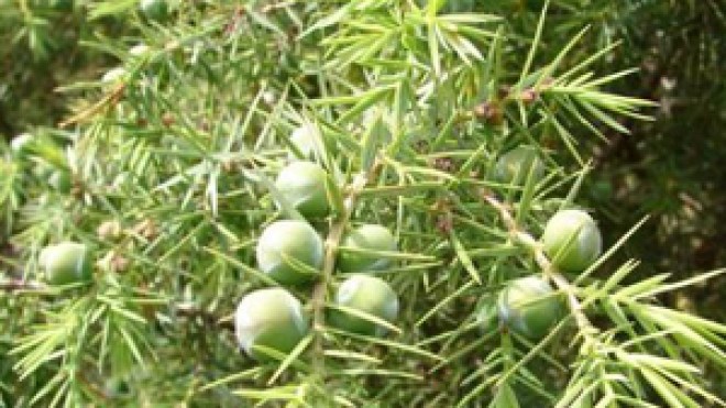 شباب يتعاطون “العرعار” للتخلص من إدمان نيكوتين السجائر