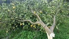 عمليات تخريب متزامنة لبساتين الأشجار المثمرة في ولايات عدة