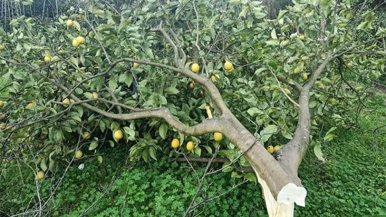 عمليات تخريب متزامنة لبساتين الأشجار المثمرة في ولايات عدة