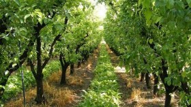 200 هكتار من الأشجار المثمرة مهددة بالزوال في المسيلة