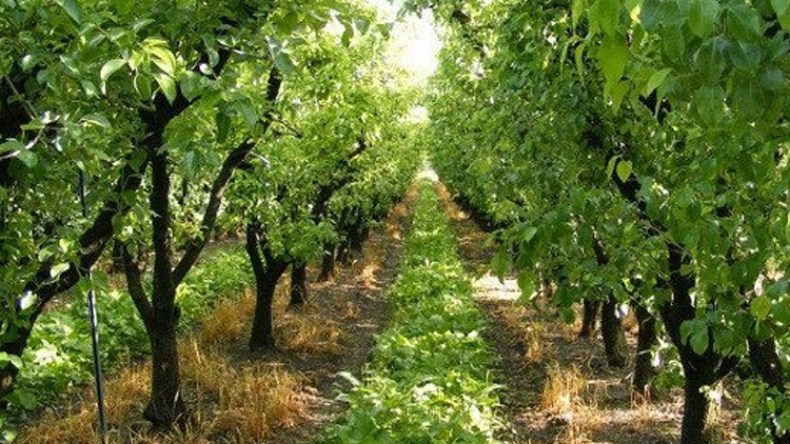 200 هكتار من الأشجار المثمرة مهددة بالزوال في المسيلة
