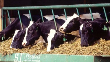 L’importation de fourrage et d’aliments de volaille soumise au régime des licences