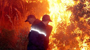 Neuf wilayas touchées par les feux de forêt