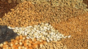 الحكومة تعفي المواد الكيماوية والعضوية المستوردة لصناعة الأدوية البيطرية من الرسوم