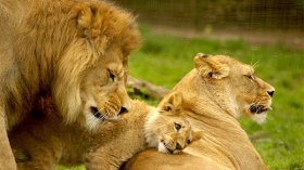 الحيوانات والنباتات ترفض زنا المحارم