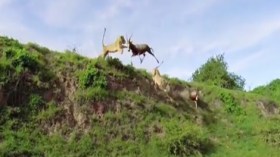 أسد يطير بالهواء لافتراس ظبي