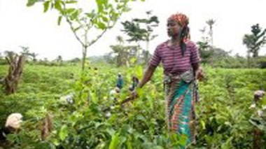 L’ONU appelle à l’autonomisation des femmes rurales