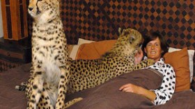 سيدة‮ ‬بجنوب‮ ‬إفريقيا‮ ‬تتقاسم‮ ‬منزلها‮ ‬مع‮ ‬فهود‮ ‬وأسود