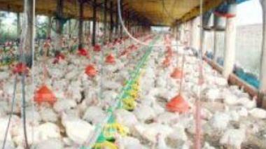 Poultry Sector in Algeria: Production needs more efforts