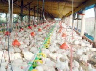 Poultry Sector in Algeria: Production needs more efforts