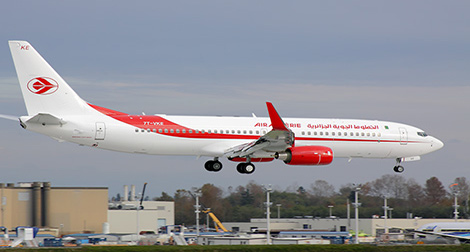 Des sangliers à l’aéroport d’Oran