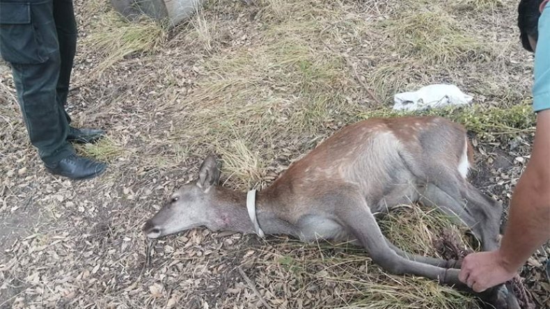 العثور على “أيل بربري” مصاب بحروق في قالمة