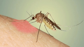 بعوض غريب بلسعات سامة يهاجم الجزائريين