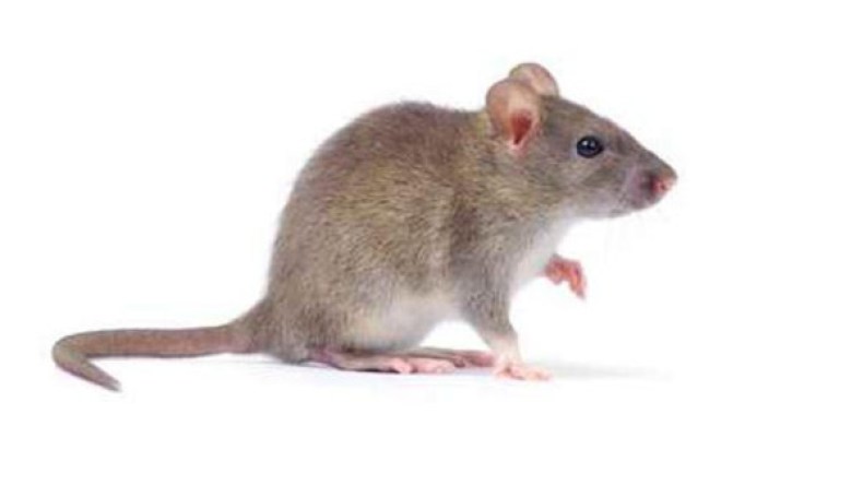 “فأر” يقطع الكهرباء عن استراحة السيسي