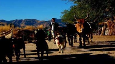 Près de 100 morts liés au vol de bétail à Madagascar (nouveau bilan)