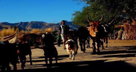Près de 100 morts liés au vol de bétail à Madagascar (nouveau bilan)