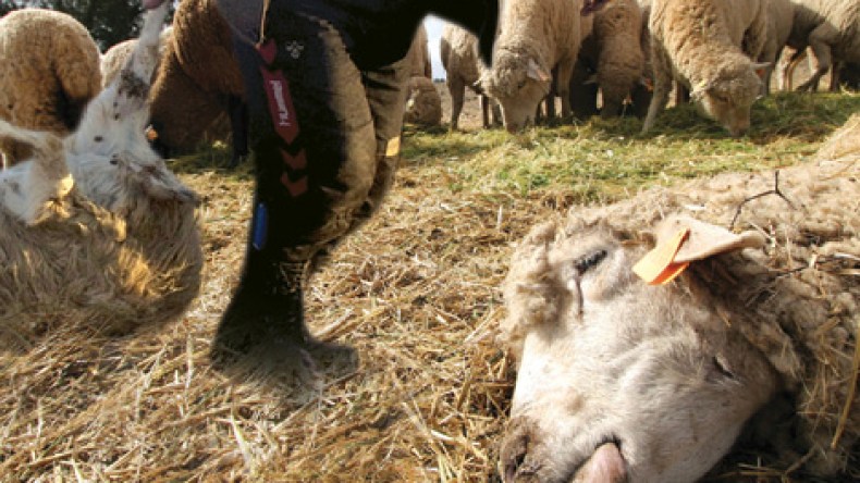 إبادة 1000 شاه على أبواب عيد الأضحى