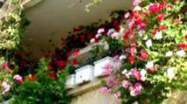 Concours du balcon le mieux fleuri à Jijel