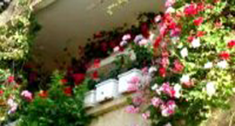 Concours du balcon le mieux fleuri à Jijel