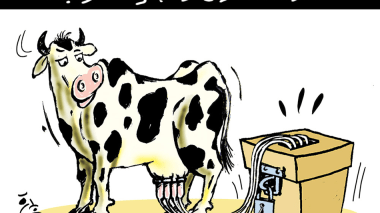 صندوق الإقتراع والبقرة الحلوب !