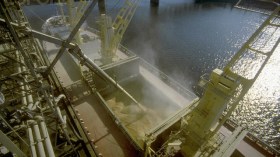 Algeria exports 100.000 tons of barley to Europe and Latin America
