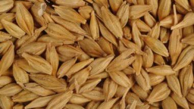 Smuggling attempt of 307 quintals of barley foiled in Algeria