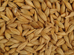 Smuggling attempt of 307 quintals of barley foiled in Algeria