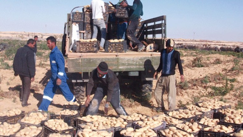 3 بالمائة فقط من الفلاحين منخرطين في الضمان الاجتماعي