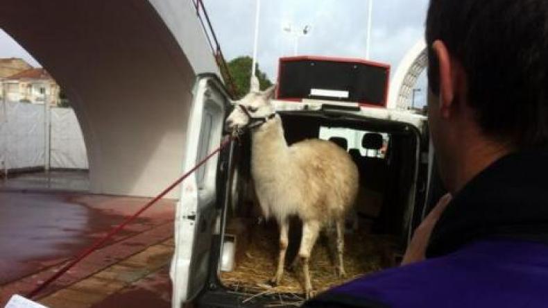 حيوان “اللاّما” يعطي إشارة انطلاق مباراة “بوردو- نانت”!