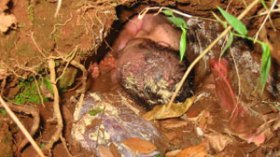 أم قاصر دفنت مولودها في بيتها حبس قابلة وشريكتها