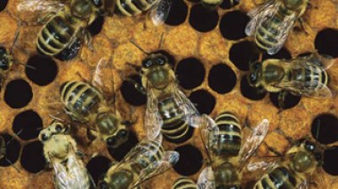 Bees sting 17 people in Algeria